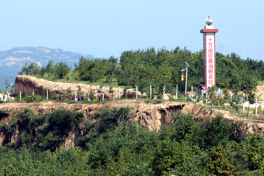 翅果油樹基地.jpg 翅果油樹基地.jpg